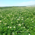 Fresh Potato Holland with ISO22000 Standard